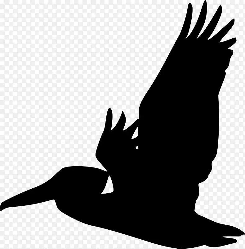 鸟棕色鹈鹕剪影剪贴画-猕猴桃鸟