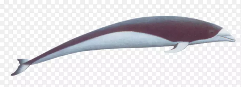 南露脊鲸海豚北大西洋露脊鲸海豚