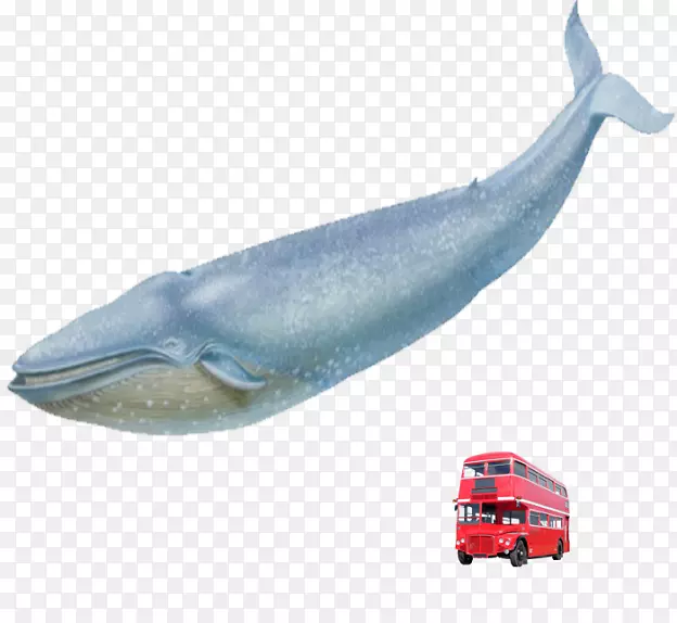海豚一般宽吻海豚图库溪粗齿海豚短喙普通海豚鲸