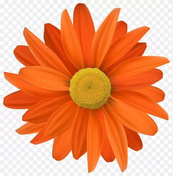 花橙色剪贴画-橙色花