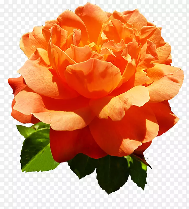 向心叶玫瑰花橙色花园玫瑰-橙色花