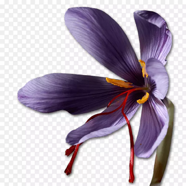 藏红花番红花球紫罗兰科藏红花