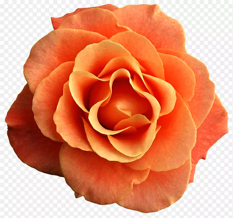 玫瑰橙花剪贴画-橙色花