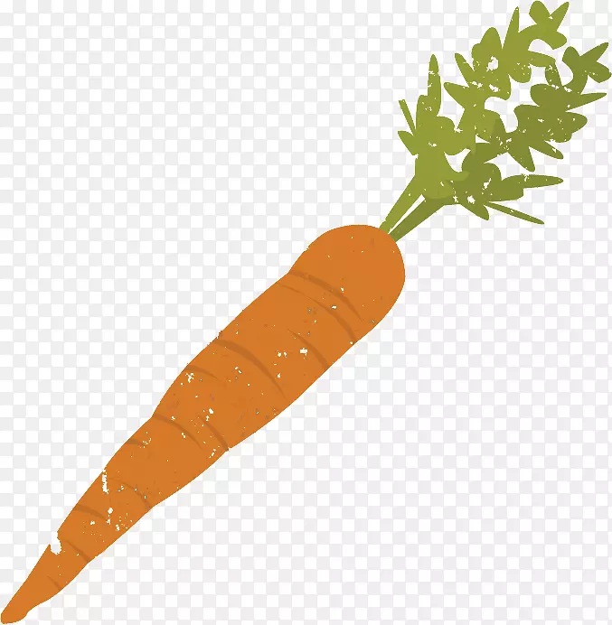 胡萝卜蔬菜砧木-胡萝卜