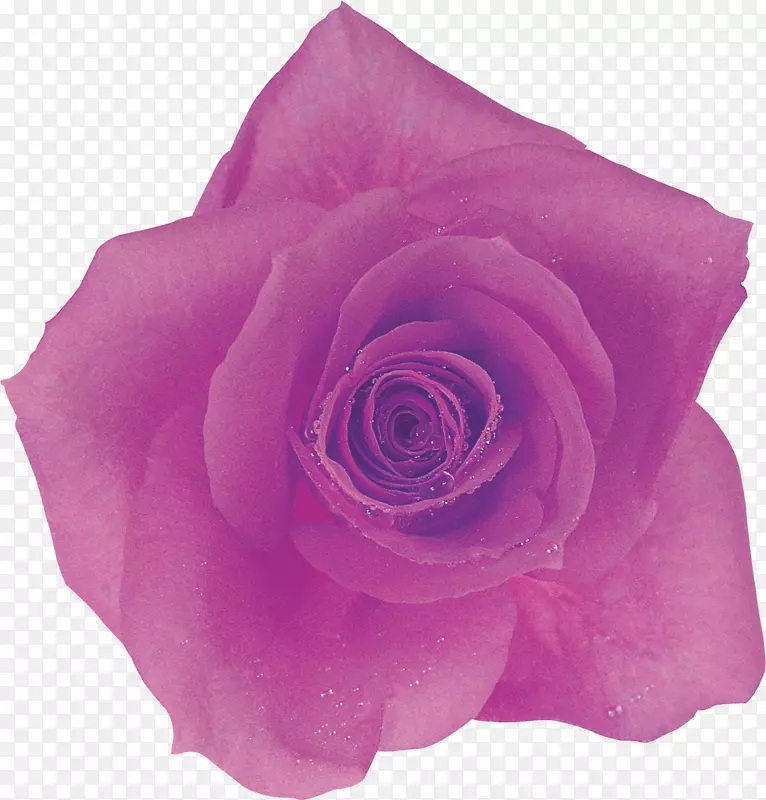 紫丁香玫瑰紫色花园玫瑰花卉摄影.丁香