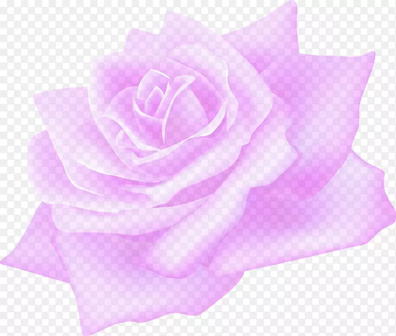 花园玫瑰-紫丁香