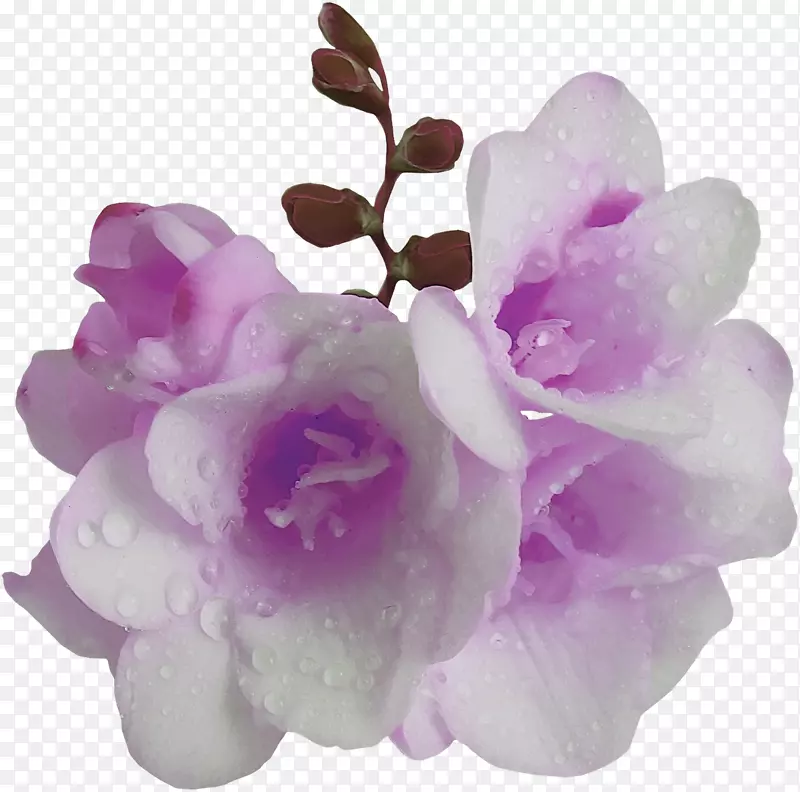 紫紫罗兰-紫丁香