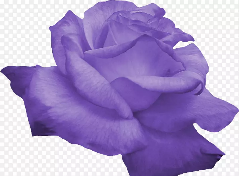 花卉紫色电脑软件-紫丁香