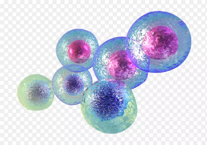 干细胞治疗脐带组织细胞