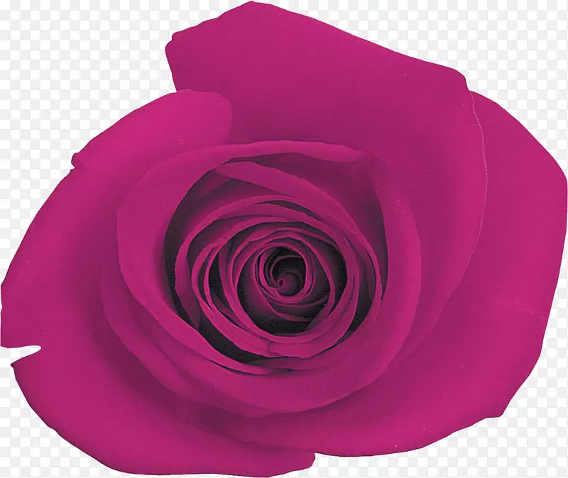 紫玫瑰洋红紫丁香粉红丁香