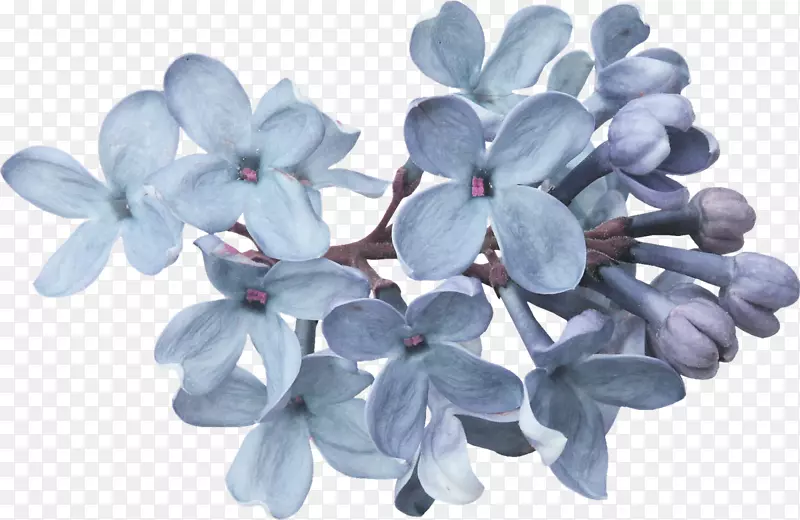 薰衣草花瓣-紫丁香