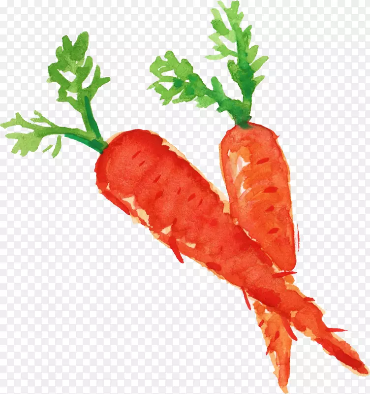 胡萝卜蔬菜食品胡萝卜