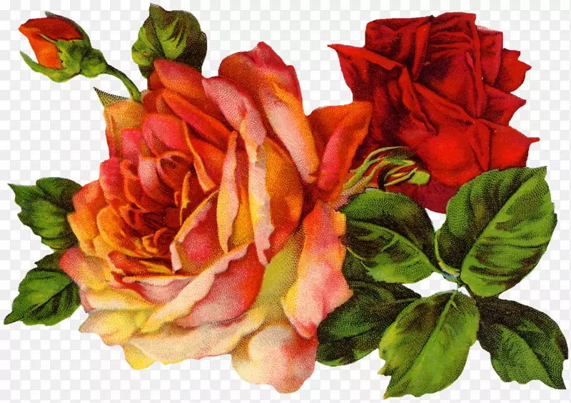古典玫瑰：家居和花园中美丽的品种，古典服装剪贴画-玫瑰
