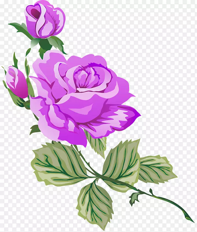 花园玫瑰-紫丁香