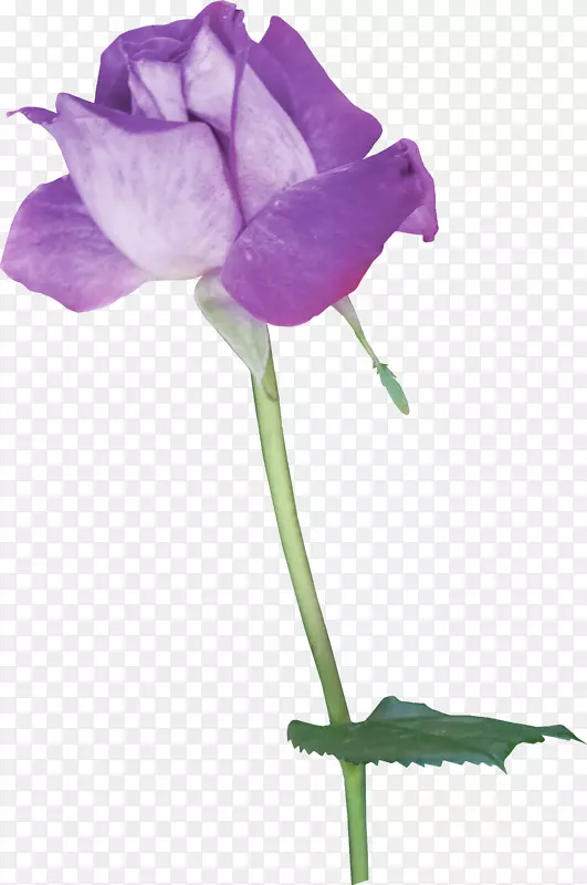纸花墨水-紫丁香