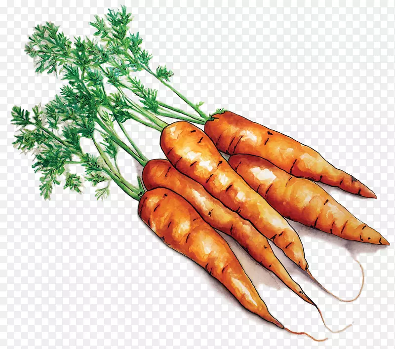 农托学校项目-从当地的食品胡萝卜农场到学校-胡萝卜