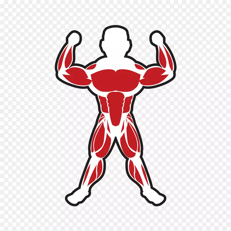 骨骼肌健美脂肪组织-肌肉
