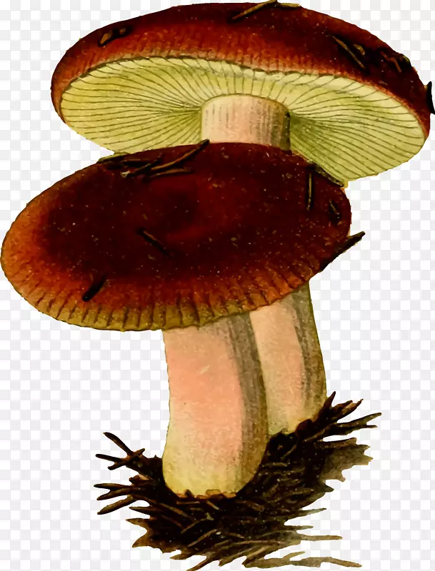 香菇剪贴画-真菌