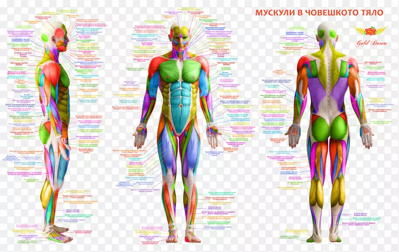 肌肉人体背部人体解剖-人体