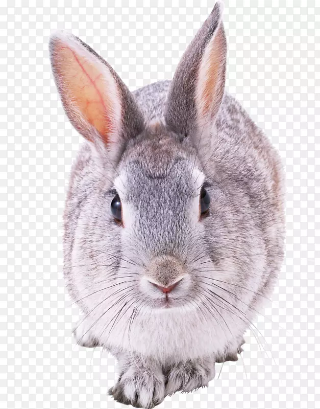 法国野兔-欧洲兔