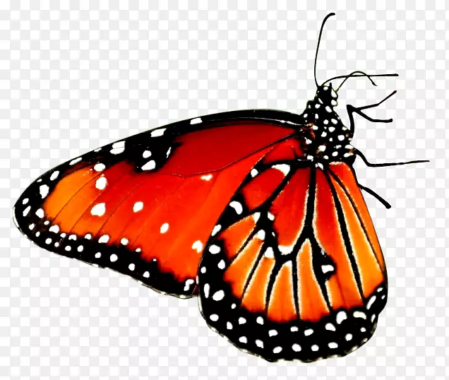 漂亮蝴蝶桌面壁纸高清视频安卓红蝴蝶
