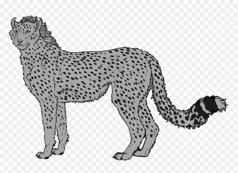 豹狮，美洲狮，猫，西洛-猎豹