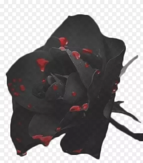 黑玫瑰花红色神秘感