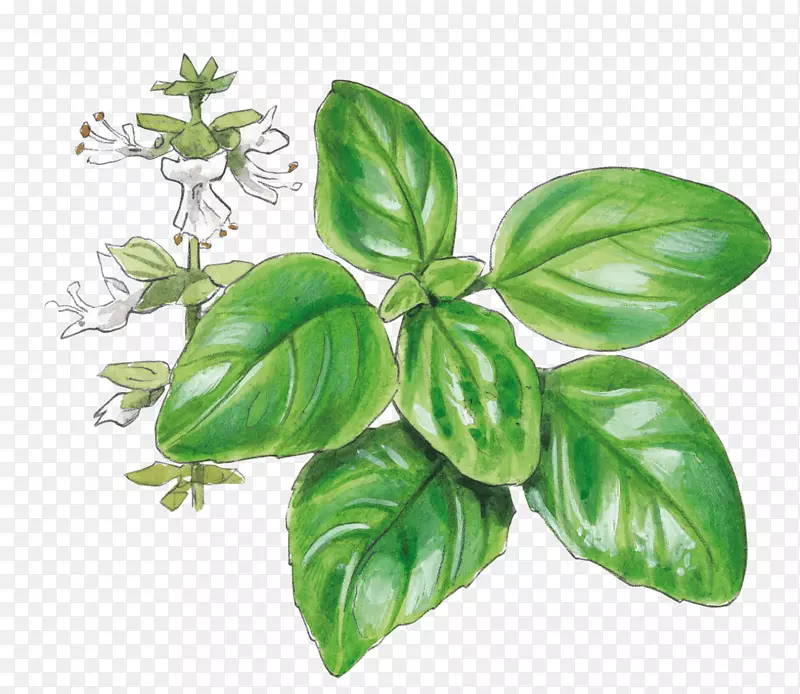 罗勒、胡椒、芳香菌、花园草本植物龙舌兰-罗勒