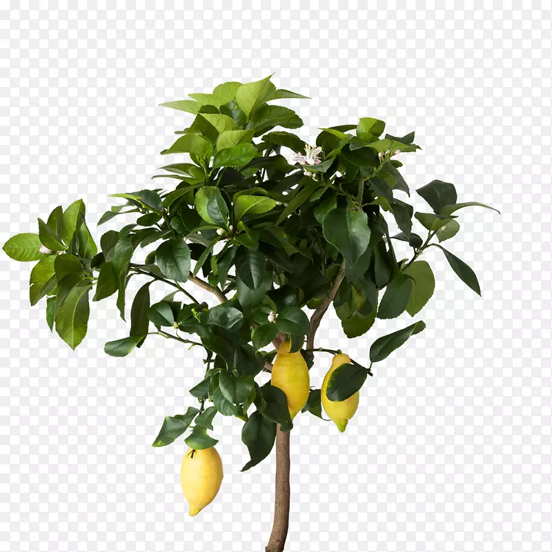 柠檬室内植物宜家花盆-热带水果