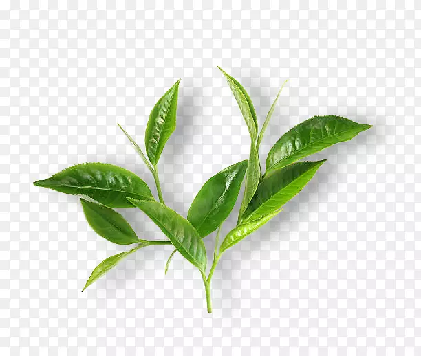 绿茶抹茶叶早餐-茶绿