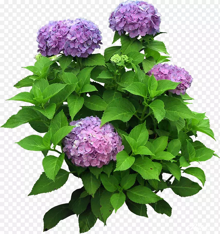 花卉树-紫丁香花