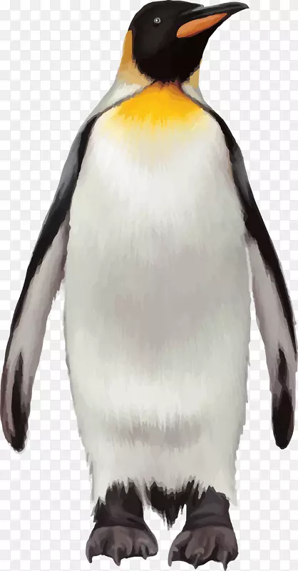 企鹅图下载-Pinguins