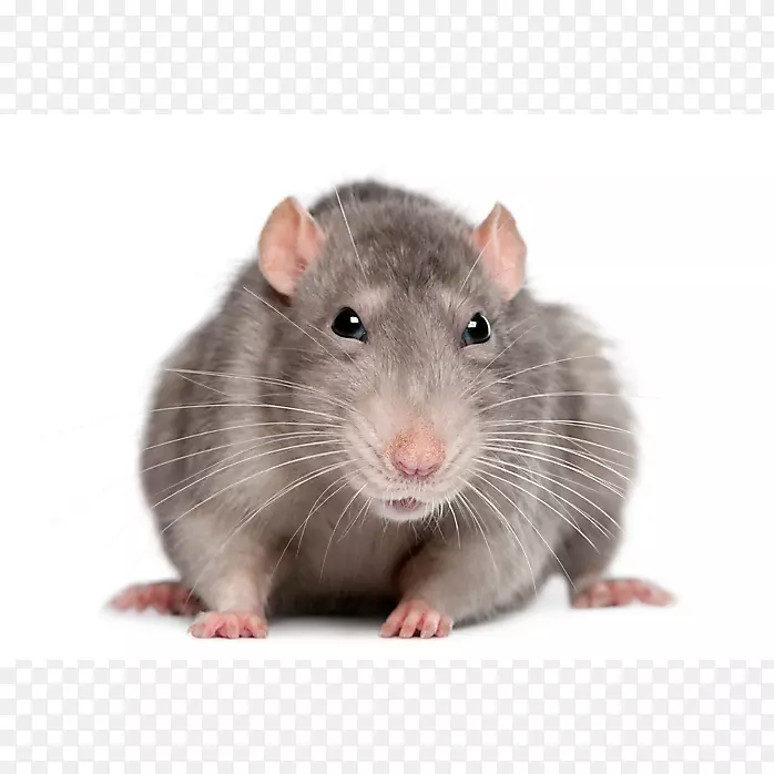 棕色大鼠，黑鼠，啮齿动物，实验鼠，大鼠和小鼠