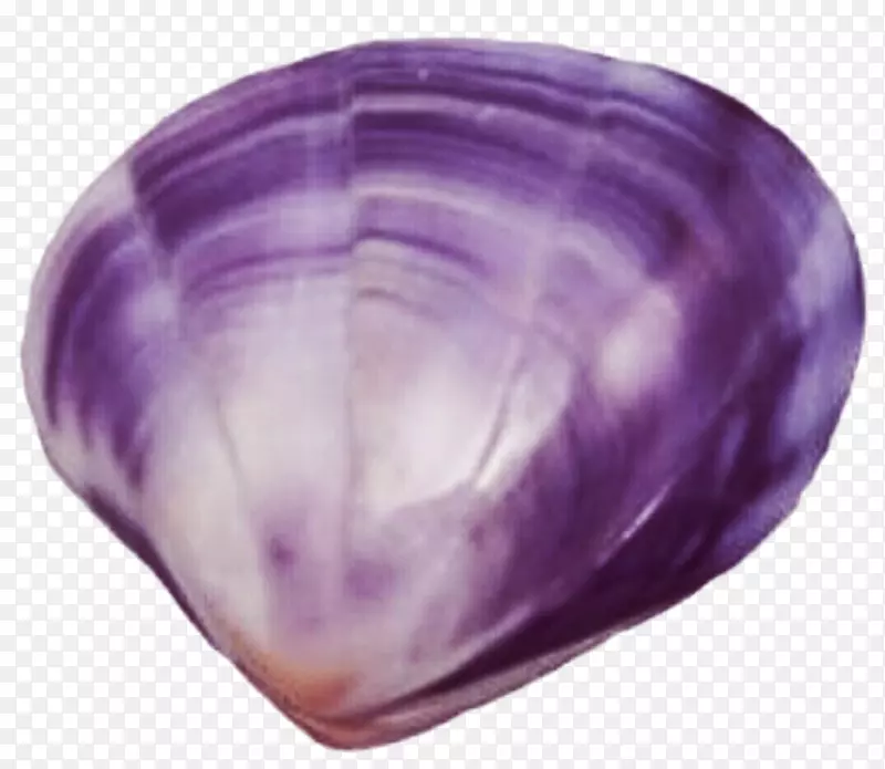 蛤蜊紫色贝壳剪贴画