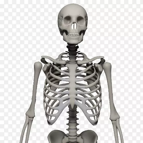 人骨骼骨头骨