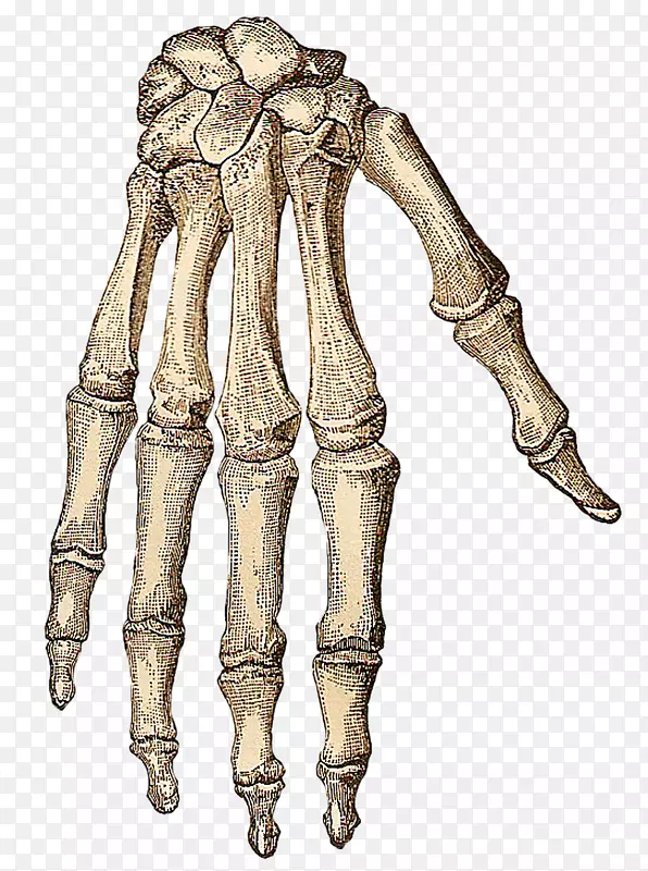 人体骨骼手骨夹艺术-骨骼
