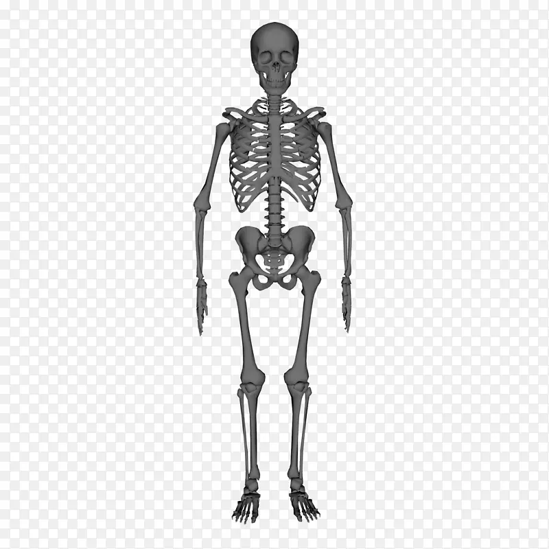 人体骨骼解剖标本摄影.骨架