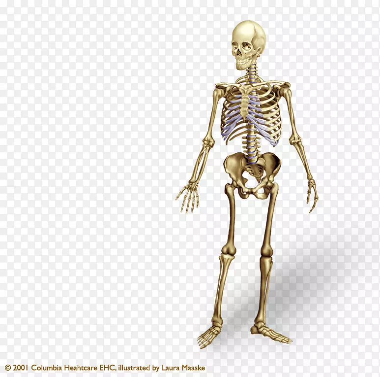 人体骨骼解剖轴向骨骼