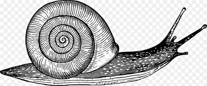 绘制蜗牛腹足壳草图-蜗牛
