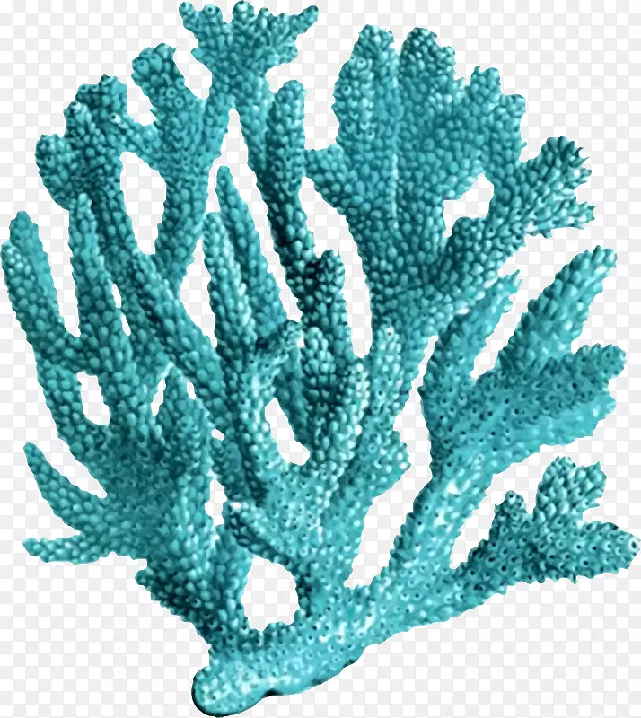 珊瑚礁版画海礁