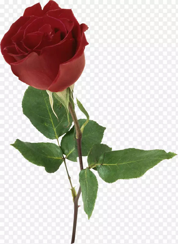 罗伯特·伯恩斯的红玫瑰诗-罗莎