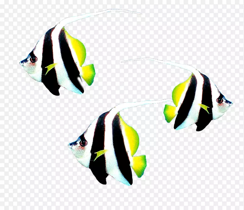 鱼类数字图像剪辑艺术.金鱼