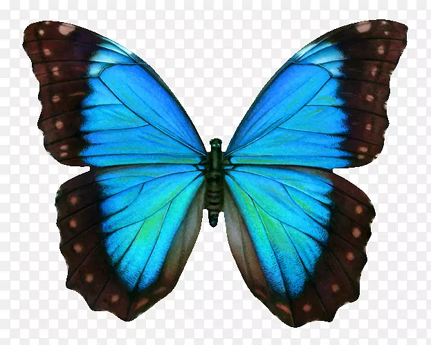燕尾蝴蝶夹艺术-蓝色蝴蝶