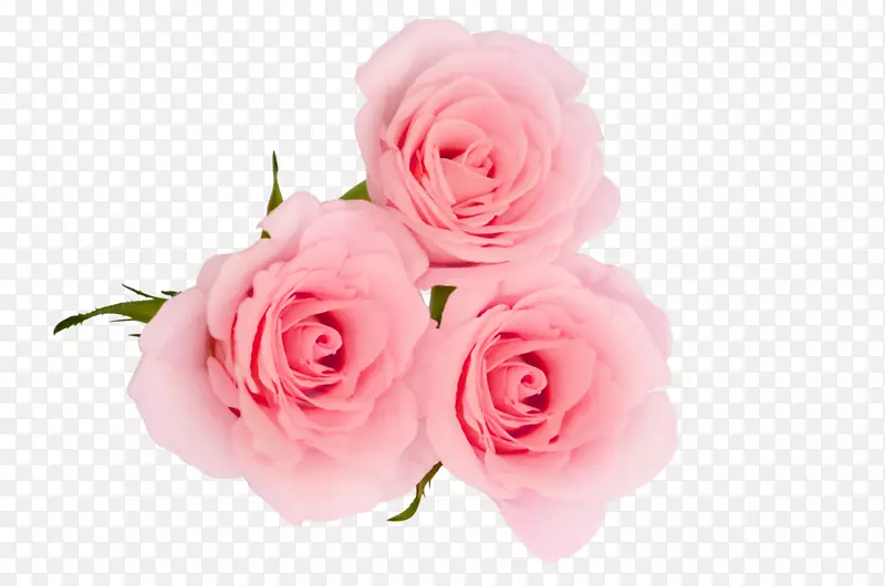 仙人掌玫瑰花园玫瑰花瓣粉红色玫瑰花瓣