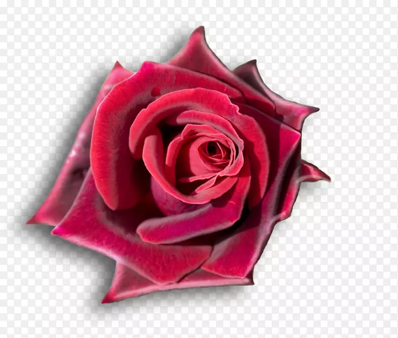 玫瑰桌面壁纸花1080 p高清电视玫瑰花瓣