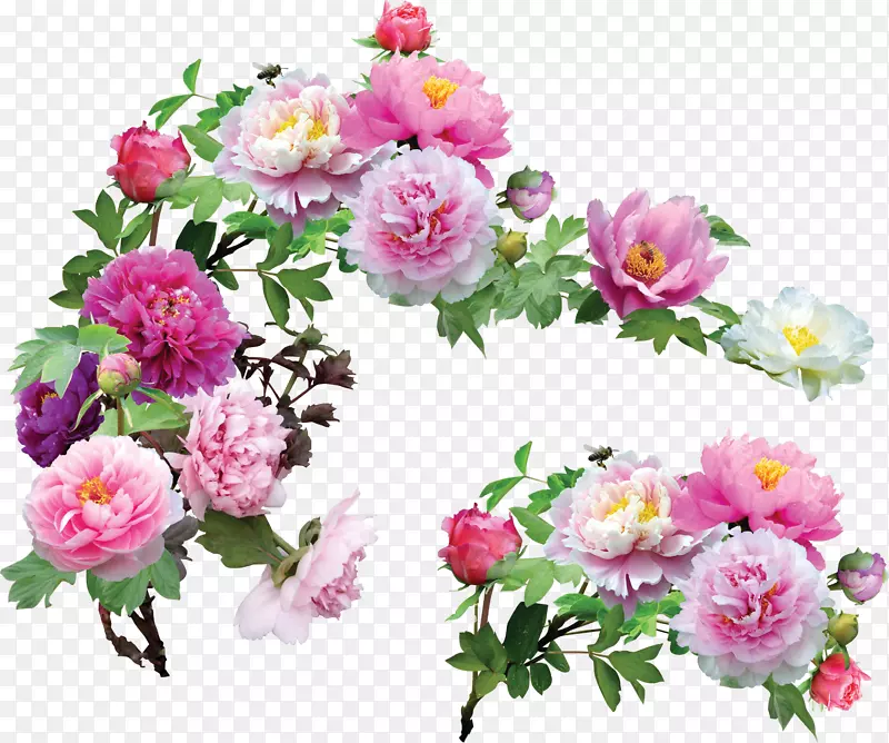 牡丹花博客剪贴画-桃花