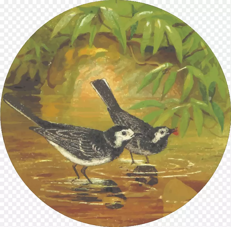 最受欢迎的鸟类：英国鸟类t恤绘画夹艺术水鸟