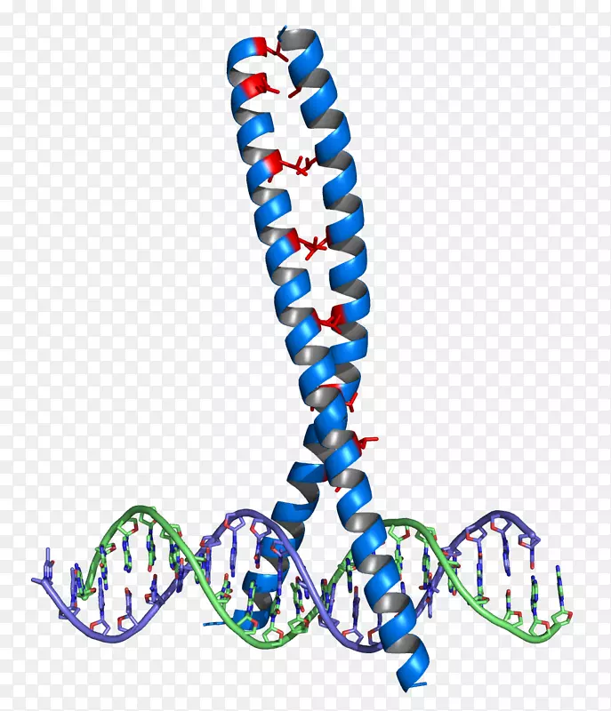 亮氨酸拉链结构基序dna结合域蛋白拉链