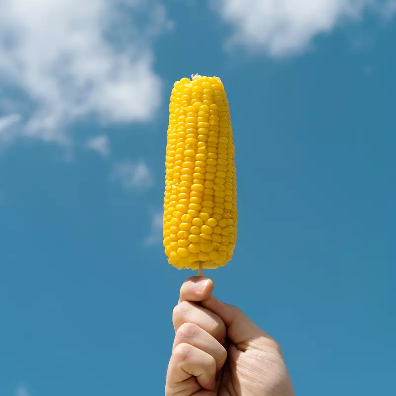玉米上的玉米芯食物甜玉米普通豆玉米