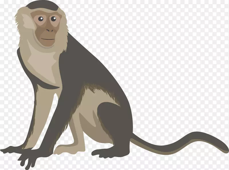 黄热病疫苗感染症状-猴子
